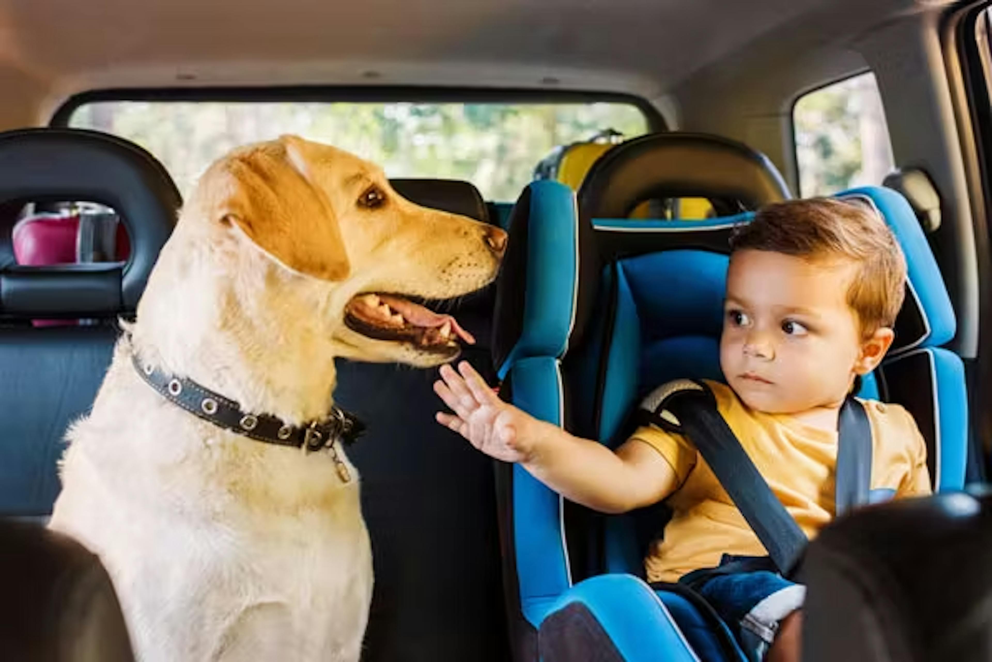 Enfant et chien dans une voiture